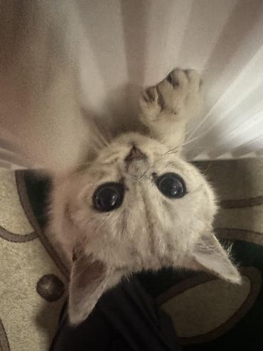 Продажа кошек: Скотиш Страйт (Шотландская прямоухая), 3 месяца, Мальчик, Серебристая шиншилла, Приучена к лотку — 9