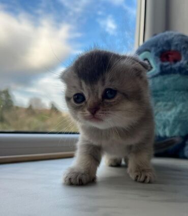 Pişiklər: Britan — 7