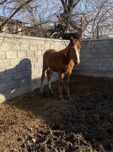 Лошади, кони: Продаю | Жеребенок | Полукровка | Рабочий — 8