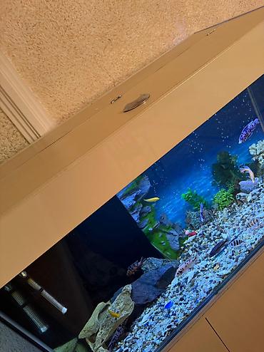 сколько стоит аквариум: . Salam.Akvarium altligilə birlikdə satilir Uzunlugu 1.20 Eni 50 — 8