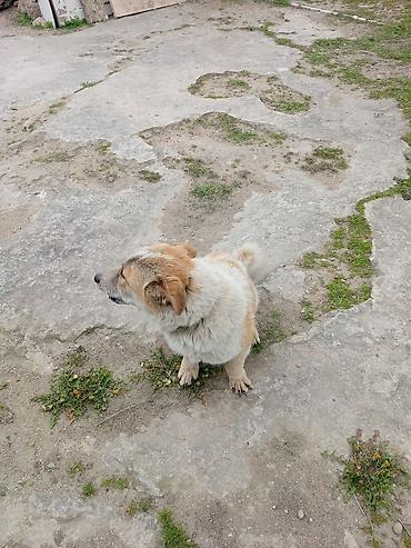 koker spaniel satilir: 9 ay, Erkək, Peyvəndli, Ödənişli çatdırılma — 6
