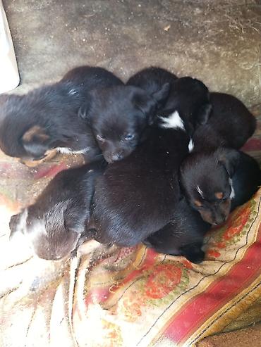 İtlər: Ünvandan götürmə — 2