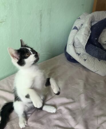 отдам даром породистых котят: Найденышь, 2 - 3 месяца Девочка,ласковая,игривая,пушистая Приучена к