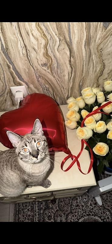 Ит бекер берем: Отдам кошечку с 4 котятами в хорошие руки🥺 — 2