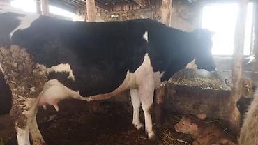 Коровы, быки: Продаю | Корова (самка) | Полукровка | Для молока | Стельные — 7