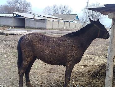 Лошади, кони: Продаю | Конь (самец) | Кара Жорго | На забой, Для разведения, Рабочий | Осеменитель — 2