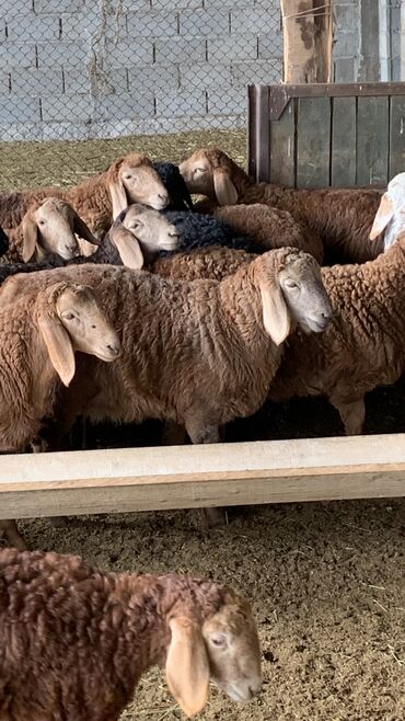 Бараны, овцы: Продаю | Ягненок | Арашан | Для разведения | Племенные at lalafo.kg — 11 Бараны, овцы: Продаю | Ягненок | Арашан | Для разведения | Племенные — 11