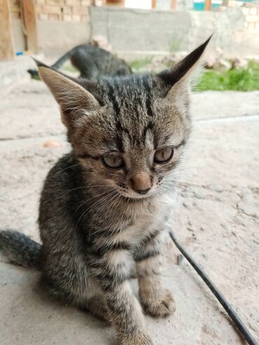 сколько стоит вислоухий котенок: Очаровательный полосатый котенок с серой шерстью, коричневыми глазами