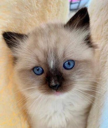 Τα Ragdoll Kittens είναι έτοιμα τώρα. 2 Ragdoll Kittens διαθέσιμα