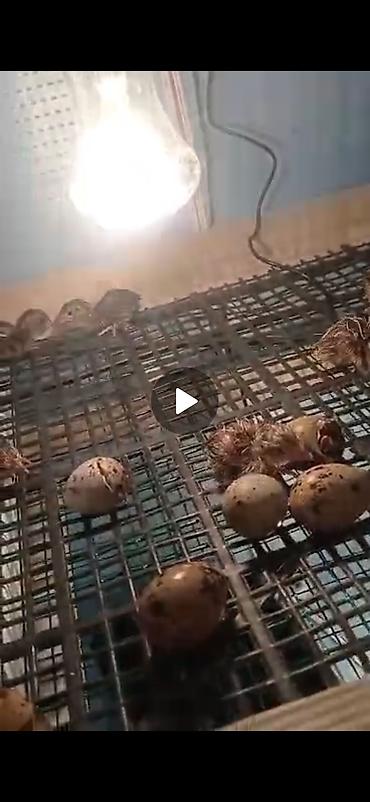 4 pot: ИТАЛИЯ БЕДАНА ТУХИМЛАРИ ВА ЧОЖАОАРИ БОР ОШ - Конструкция: круглая — 4