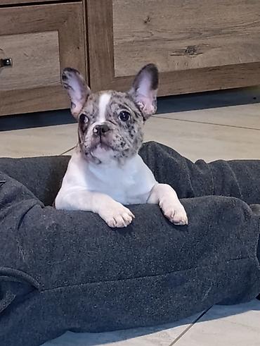 Psi: Stenad francuskog buldoga dva merle muzjaka 3.5 meseca Vakcinisani — 6