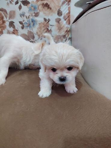 bala xaski: Pekines cinsi ana bala satilir balada disidi bir ay on gunlukdu — 1