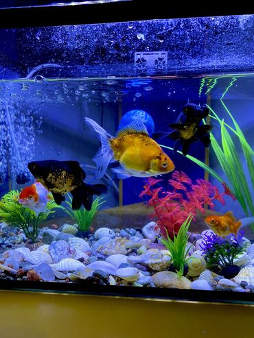 аквариум и рыбки: Продаю аквариум 30л. со всеми пренадлежностями:фильтр, светильник