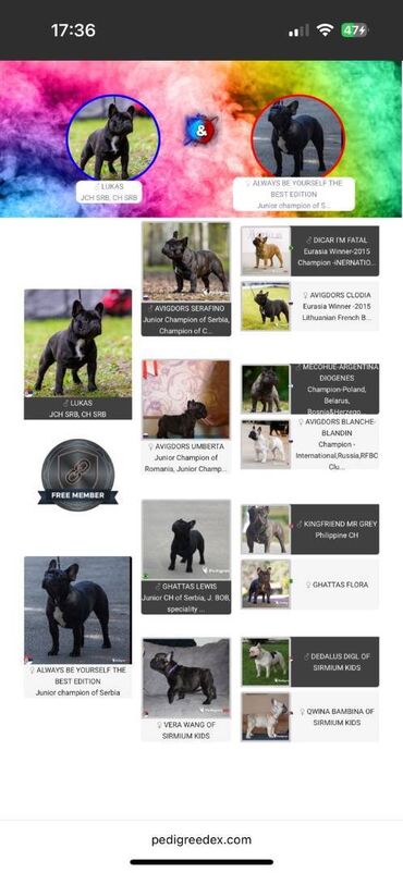 Psi: Odgajivačnica francuskih buldoga “THE BEST EDITION” predstavlja na lalafo.rs — 7 Psi: Odgajivačnica francuskih buldoga “THE BEST EDITION” predstavlja — 7