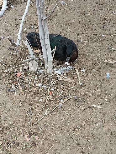 cucə satışı 2023: Lal ördəklər zümrüdü macar mirvari krasnadar balalar satılır 3 aylıg — 2