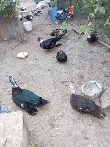 Ördəklər: Ördəklər — 2