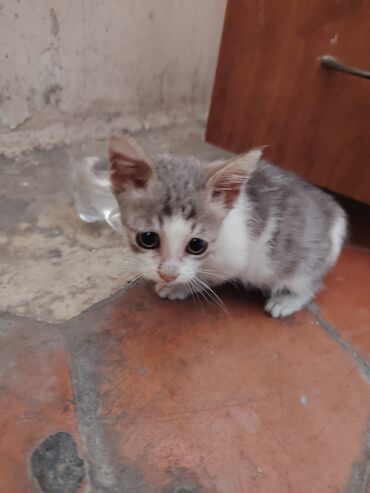 Pişiklər: Yaxşı əllərə — 8