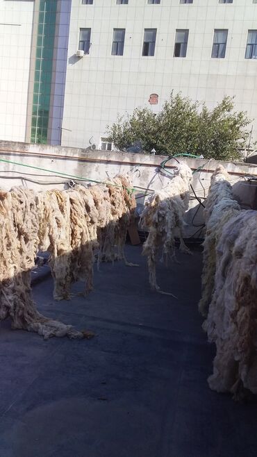 Yun: Yun satişi satışda yuyulmuş şamaxı yunu var qiymətlər keyfiyyətə — 21