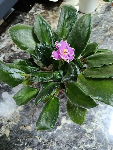 Фиалки и глоксинии: Сортовые фиалки С зелёными цветами по 350 С цветочками по 300с Без — 5