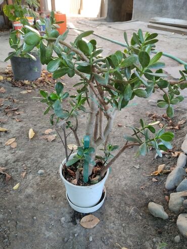 искуственные растения: Толстянка (денежное дерево) в горшке - Вид: Crassula ovata, взрослое