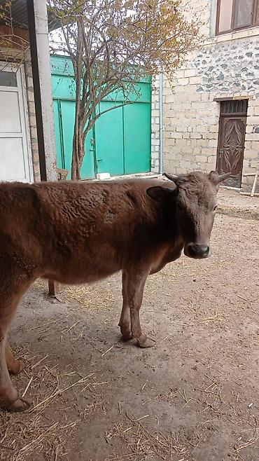 anqus dana satışı: Bir Erkekbir diwi dana5 erkek, 3 diwi emlik quzular satilir — 1