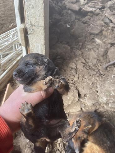 Отдам даром собаку: Щенки от собаки овчарочного типа. - Окрас: классический чёрно-рыжий у — 8