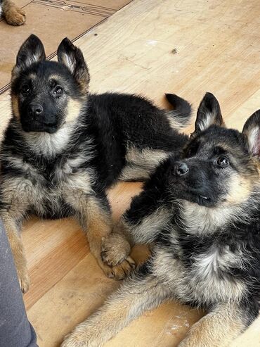 Собаки: Продаются щенки немецкой овчарки с родословной