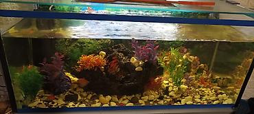 betta balıq: Şüşə akvarium – tam qurulu dekorativ dəst - Geniş düzbucaqlı şüşə — 1