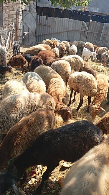qara avstraloq: Qoyun və keçi sürüsü satılır - Növ: yerli ətlik-yunlu qoyunlar və — 1