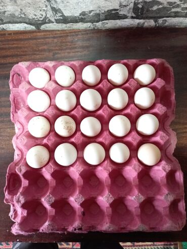 Quşlar: Təmiz qan fizan yumurtaları satılır real alıcılar narahat edsin