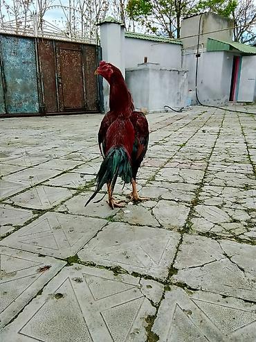 cuce satisi 2019: Aseel tipli uzunboylu xoruz 12 aylıq 8 aylıq 10 aylıq.tam sağlam 60 m — 1