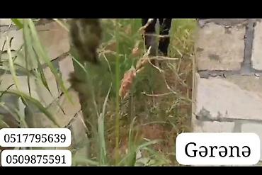 Həyət evləri və villaların satışı: Evin torpaq sahəsi 7sot 15sent. kürsüyə qədər 5 daş qoşa hörülüb. cəm -da lalafo.az — 3 Həyət evləri və villaların satışı: Evin torpaq sahəsi 7sot 15sent. kürsüyə qədər 5 daş qoşa hörülüb. cəm — 3