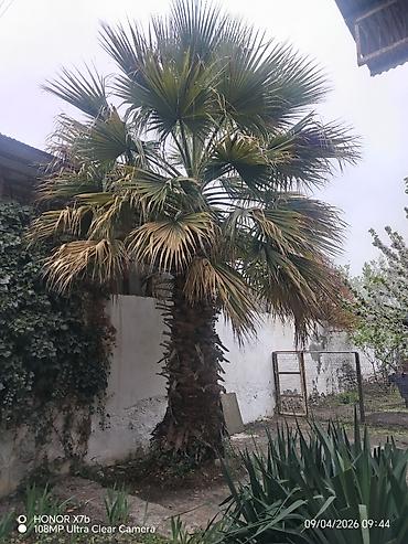 bugdanin qiymeti: Salam Vaşinqton sortu uzun ömürlü soyuğa davamli PALMA ağacıdır. 15 — 1