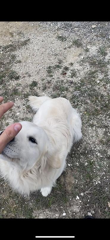 İtlər: Retriver temiz Ev itidir dil kamanda bilir oynamagi sevir remensiz — 9