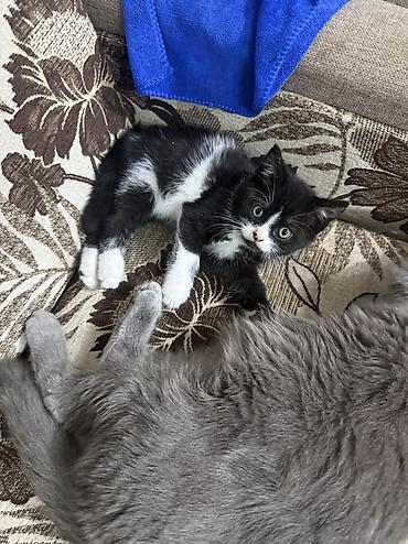 Отдам даром кошку: Кошка даром: Скотиш Страйт (Шотландская прямоухая), 2 месяца, Девочка — 3