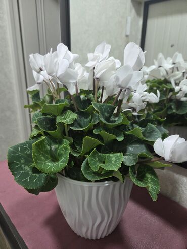 купить подставку под цветы: Цикламен персидский в горшке - Окрас цветов: чисто-белый