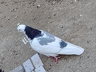 cins goyərcinlər: Salam erkeydi tutulma sonqiymeti 20manat qiymete gore aeti narahat — 1