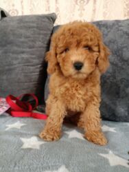 afçarka itlerin qiymeti ucuz: Пудель, 2 месяца, Самка, С родословной, Самовывоз