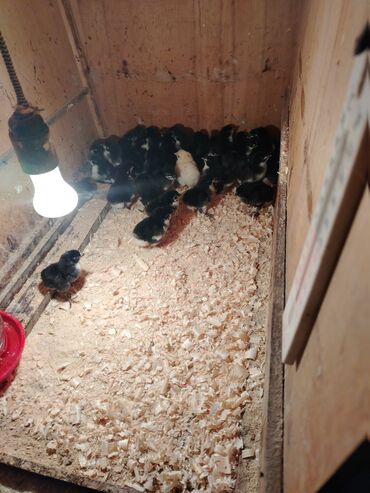 Toyuqlar: Toyuq, Australorp, Damazlıq, Ünvandan götürmə, Ödənişli çatdırılma, Rayonlara çatdırılma