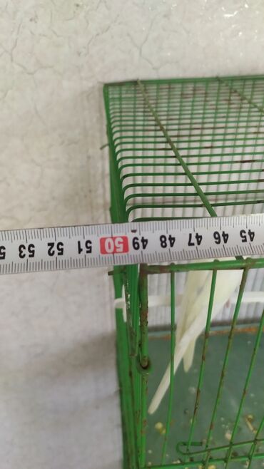 Heyvanlar üçün mallar: 2 edet papuqay və qəfəs - Material: metal karkas, üst hissə və yanlar