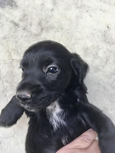Продажа собак: Спаниель, 2 месяца, Самка, С прививкой — 4