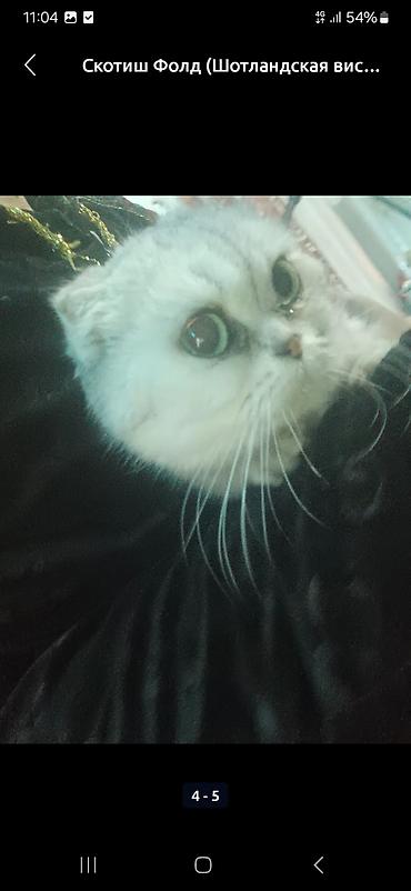 Продажа кошек: Скоттиш-фолд (шотландская вислоухая кошка). - Тип: домашний питомец — 4