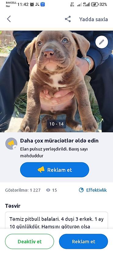 İtlər: Pitbul, 1 ay — 9