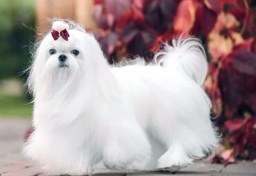 İtlər: Malta bolonka, 1 ay, Erkek -da lalafo.az — 13 İtlər: Malta bolonka, 1 ay, Erkek — 13