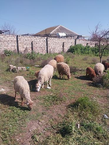 Qoyunlar, qoçlar: Razılaşma yolu ilə çox təcili satılır.balalı balasız fərq etmir — 28