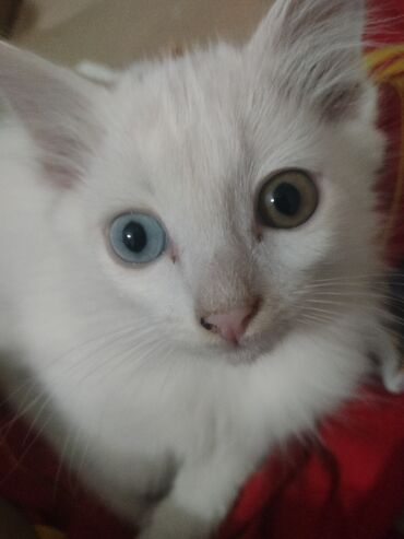коты на вязку: Котята 2 месяца. осталось 2 белых,у одного гетерохромия один глаз