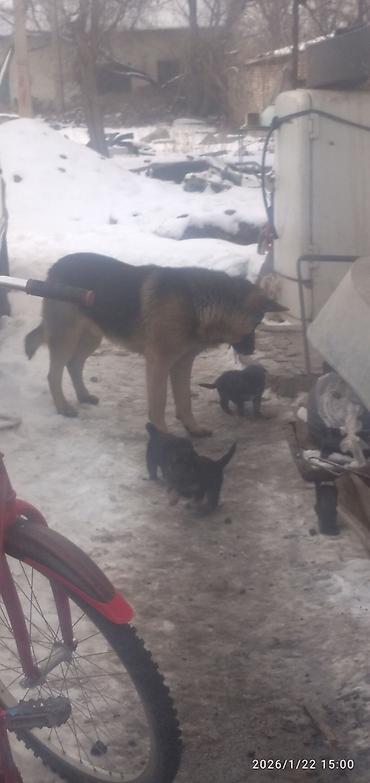 Продажа собак: Овчарка, 1 месяц, Самка at lalafo.kg — 11 Продажа собак: Овчарка, 1 месяц, Самка — 11