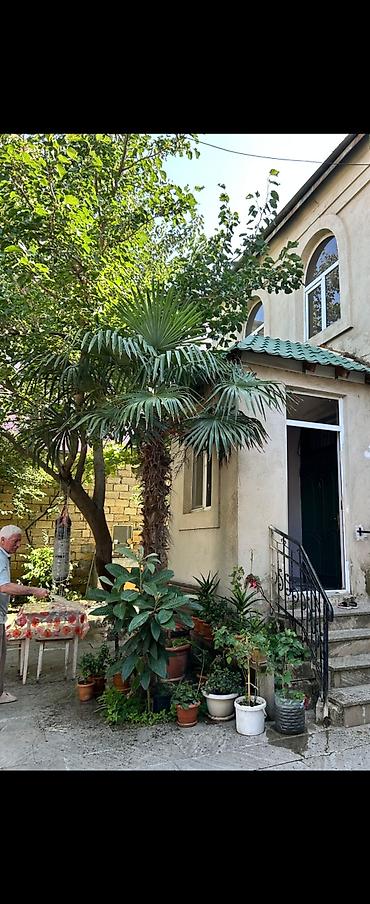 limon ağaçı: Palma, heyetde restavtasiya edirem deye lazim deyil satiram — 1