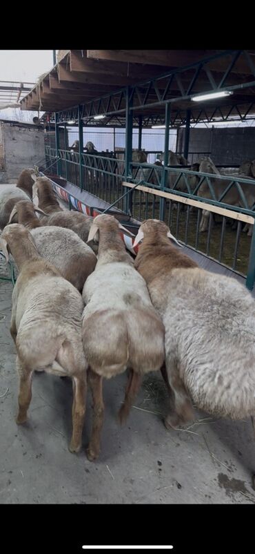 Бараны, овцы: Продаю | Ягненок, Баран (самец) | Арашан | Для разведения | Племенные at lalafo.kg — 7 Бараны, овцы: Продаю | Ягненок, Баран (самец) | Арашан | Для разведения | Племенные — 7