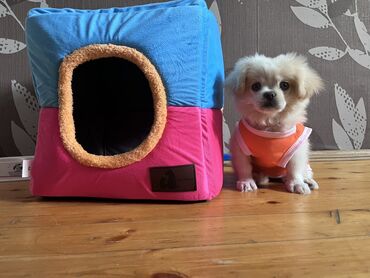 овчарку в добрые руки: Pekines 4aylıq tualet terbiyesi var peyvendi olub